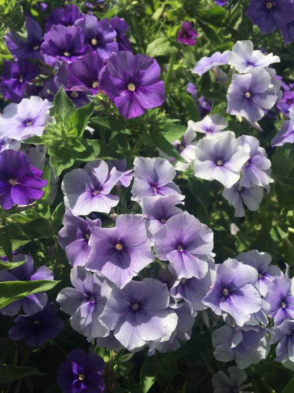 PHLOX DRUMMONDI BLU NR.50 SEMI