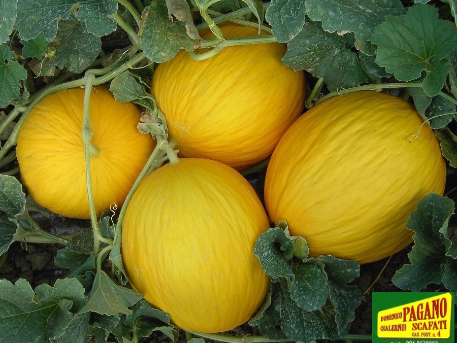 MELONE NAPOLETANO GIALLO GR.50