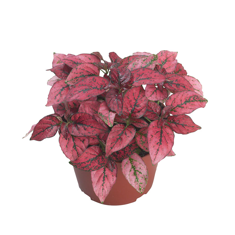 HYPOESTES CONFETTI ROSSO NR.1000 SEMI