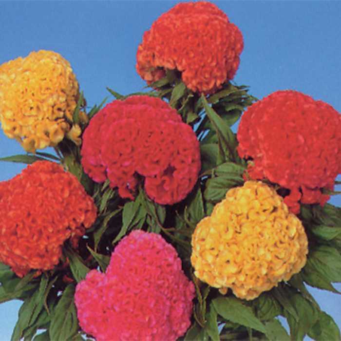 CELOSIA CRESTATA A PUGNO MISCUGLIO NR.1000 SEMI