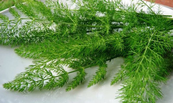 FINOCCHIETTO SELVATICO GR.50