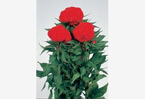 CELOSIA CRESTATA A PUGNO ROSSO ARANCIO NR.1000 SEMI