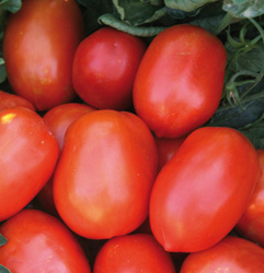 POMODORO RIO GRANDE NR.200 SEMI