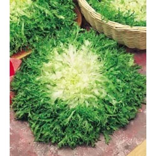 INDIVIA RICCIA PANCALIERI NR.300 SEMI