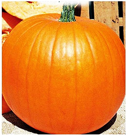 ZUCCA QUINTALE NR.8 SEMI