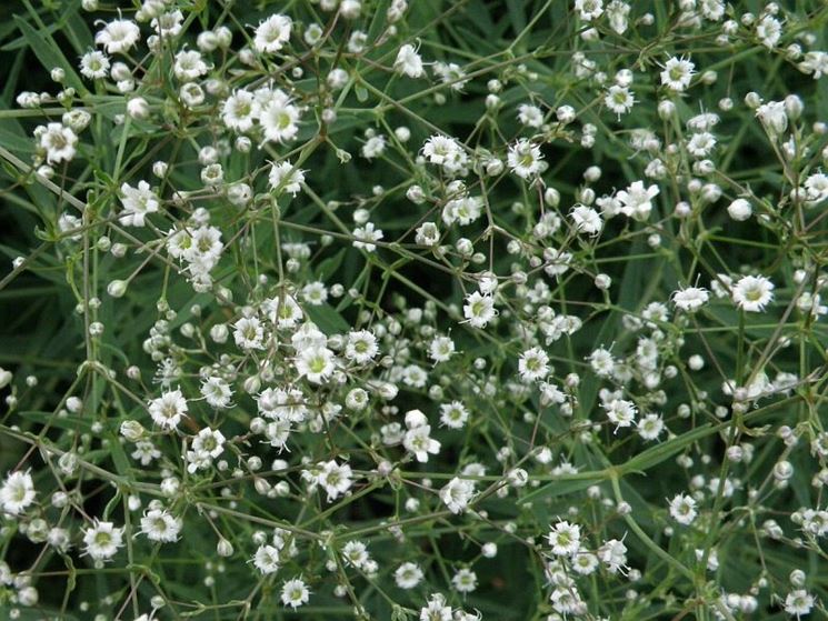GYPSOPHILA PANICULATA BIANCO NR.200 SEMI