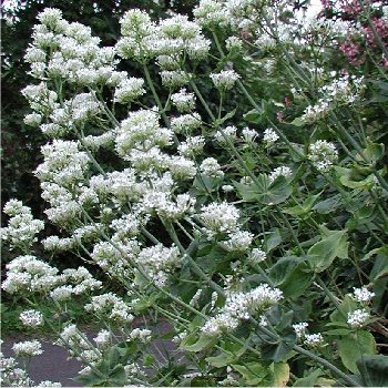 CENTRATHUS RUBER BIANCO NR.200 SEMI