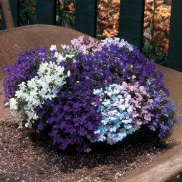 LOBELIA RIVIERA MISCUGLIO NR.50 SEMI
