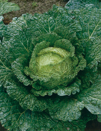 CAVOLO VERZA SAVOY KING F.1 HYBRD. 10.000 SEMI