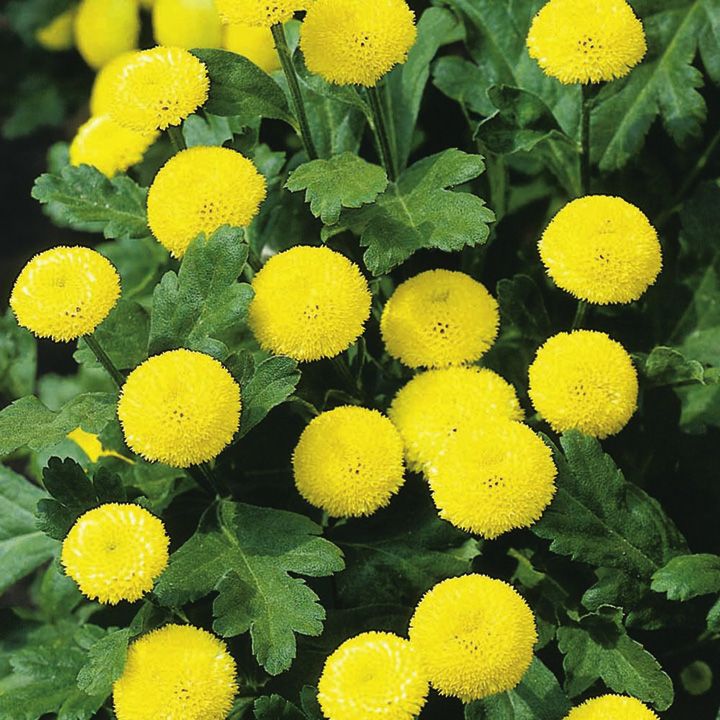 MATRICARIA VEGMO GIALLO NR.1000 SEMI