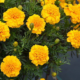 TAGETES HERO GOLD 1000 SEMI