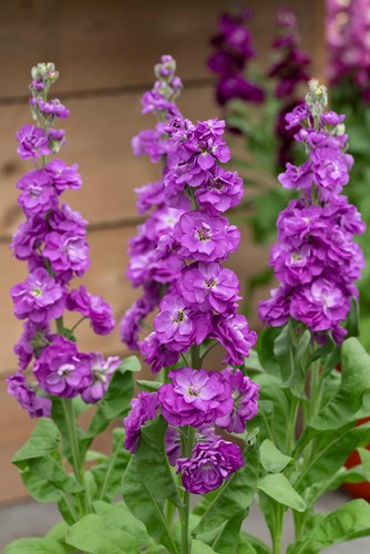 VIOLACCIOCCA ANYTIME BLU SCURO NR.1000