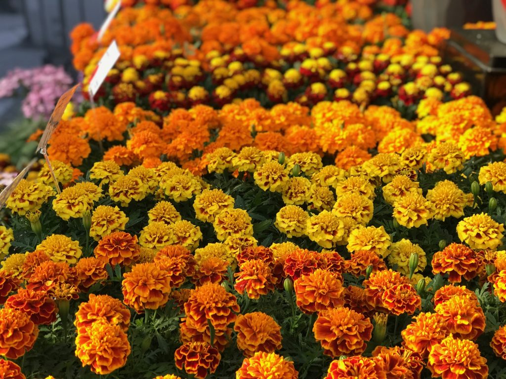 TAGETES SUPER HERO MISCUGLIO  1000 SEMI