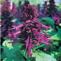 SALVIA SPLENDENS SIZZLER PORPORA 1000 SEMI