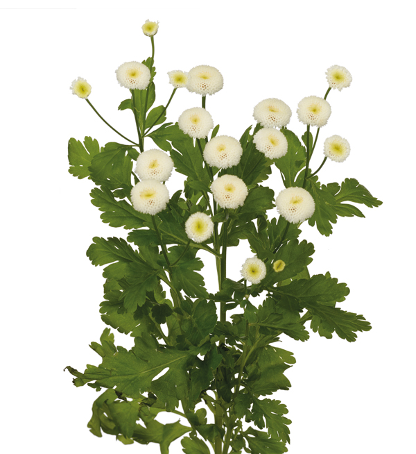 TANACETO RIO NR.1000 SEMI