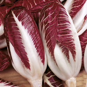 CICORIA ROSSA DI TREVISO GR.50