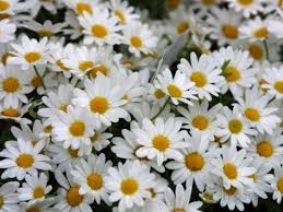 MARGHERITONE BIANCO ALASKA GR.10