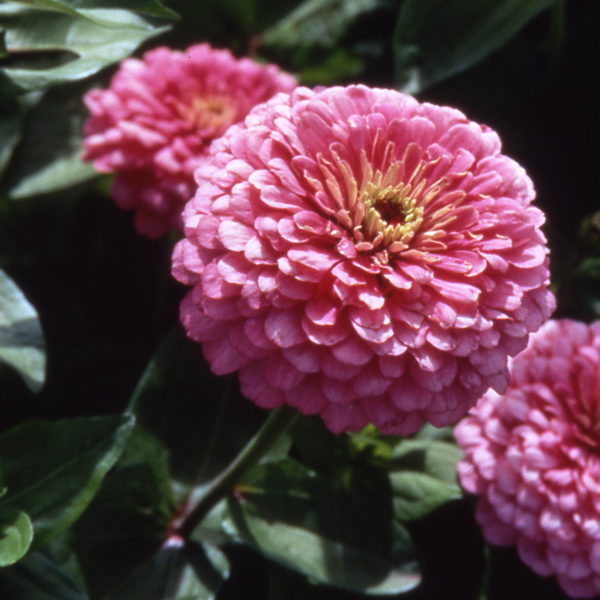 ZINNIA A FIOR DI DAHLIA ROSA NR.100 SEMI