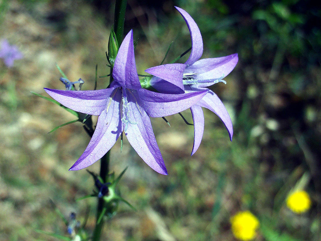 CAMPANULA RAPUNCULUS BLU NR.20 SEMI