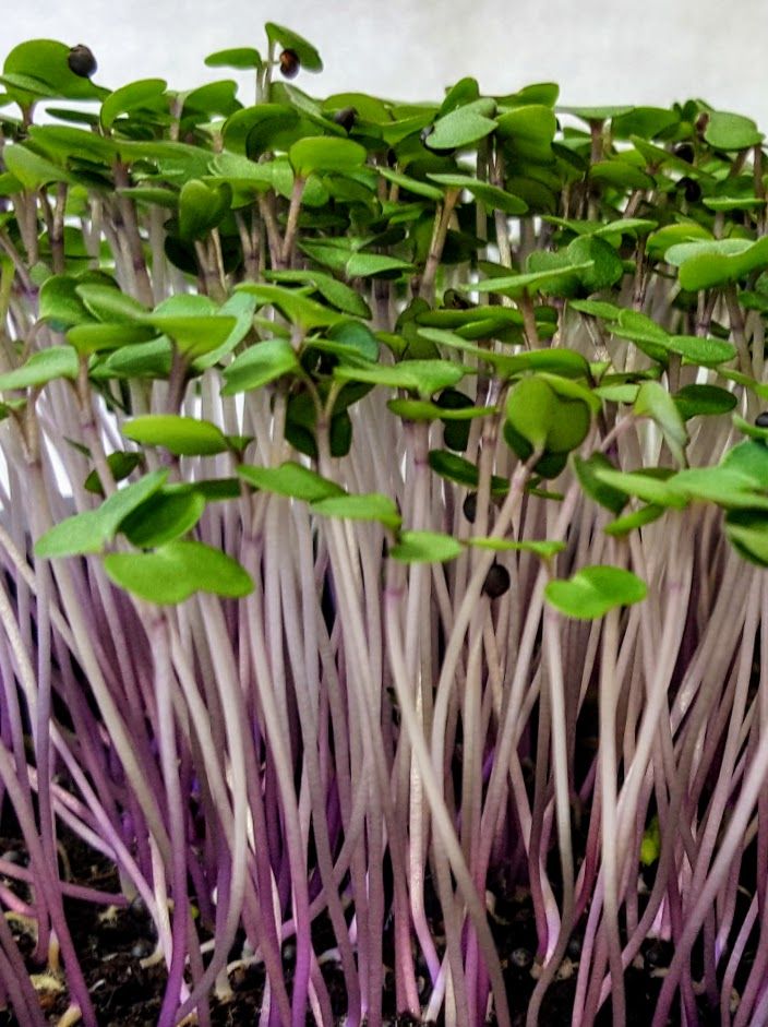 CAVOLO RICCIO ROSSO GR.50