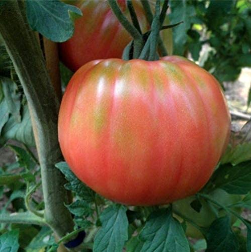 POMODORO BELMONTY SEL.ROSA NR.50 SEMI