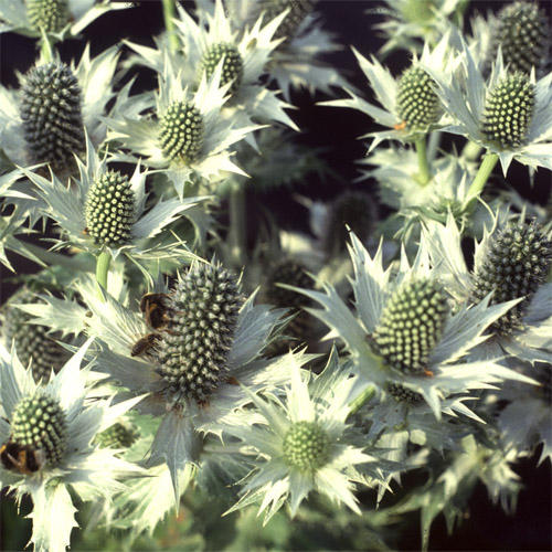 ERYNGIUM GIGANTUM ARGENTO GR.1