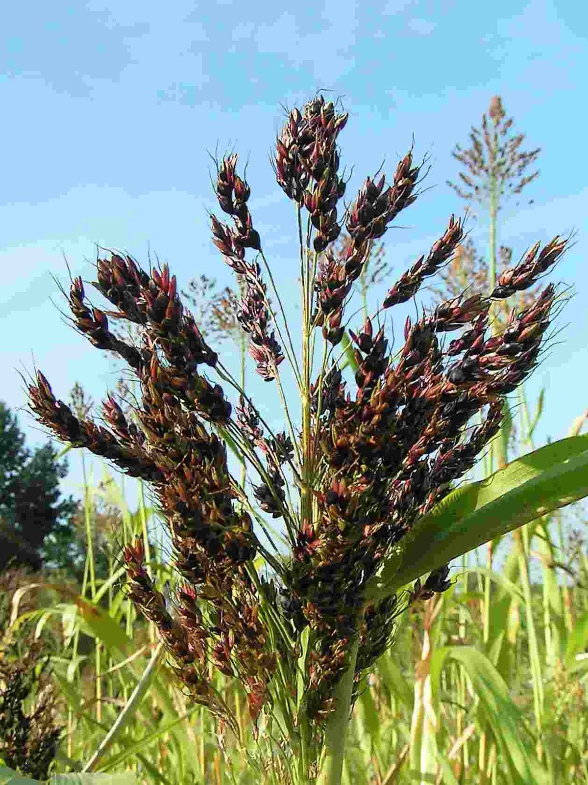 SORGO BICOLORE NR.300 SEMI