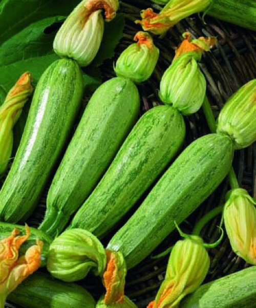 ZUCCHINO GREYZINI F1 NR.30 SEMI