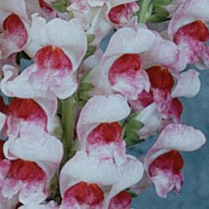 BOCCA DI LEONE / ANTIRRHINUM F1 MARYLAND PLUMEBLOSSOM NR.1000 SEMI