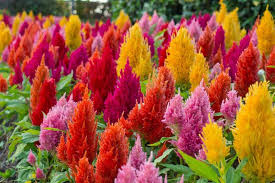 CELOSIA PLUMOSA A FORMA DI LANCIA MISCUGLIO NR.1000 SEMI