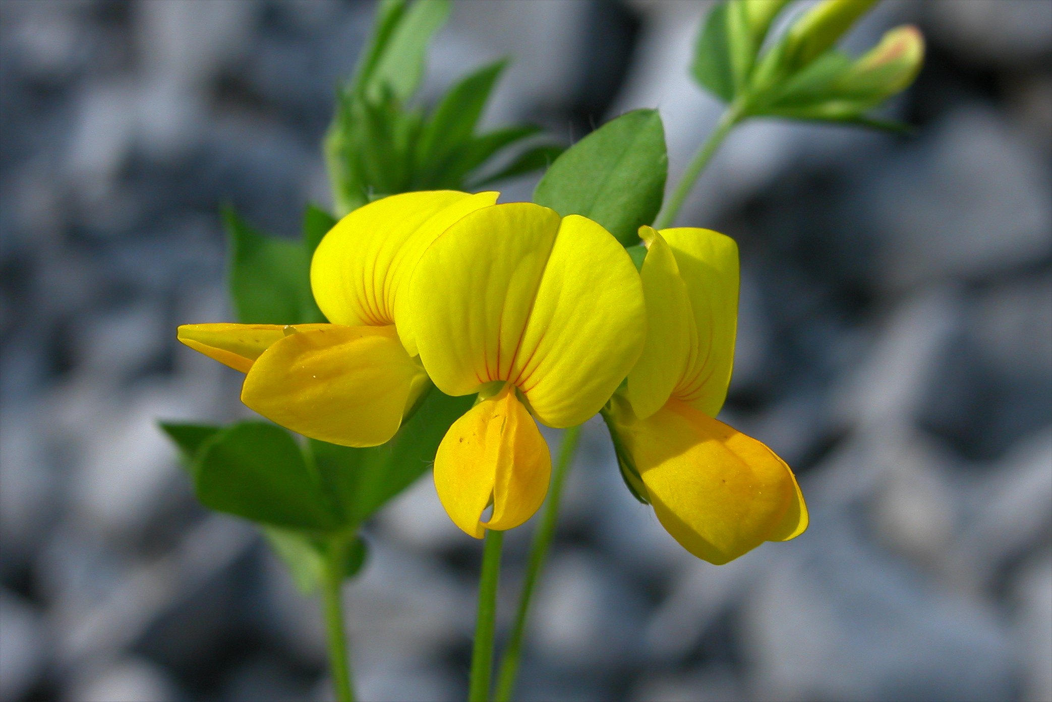 LOTUS CORNICULATUS YELLOW  ( GINESTRINO ) NR.300 SEMI