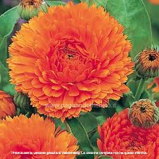 CALENDULA OFFICINALIS ARANCIO BRILLANTE NR.300 SEMI