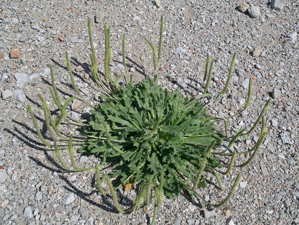 ERBA STELLA O MINUTINA NR.300 SEMI