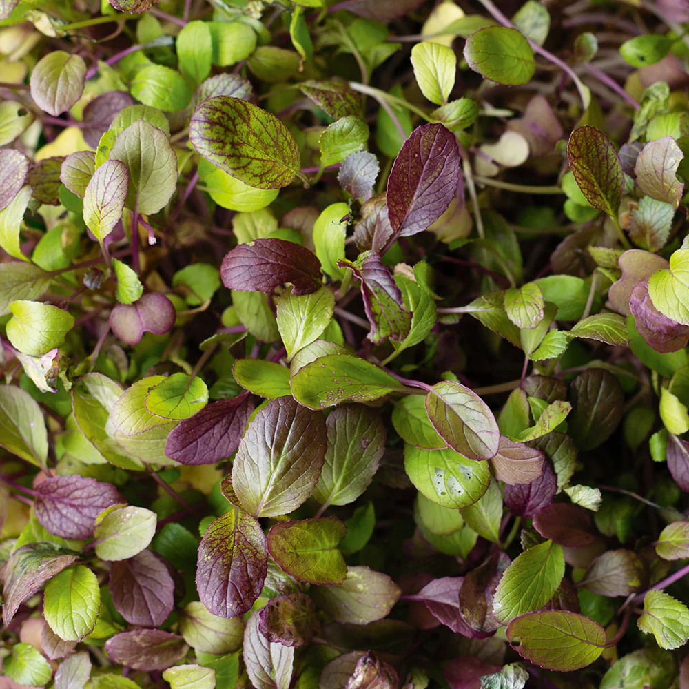 CAVOLO KOMATSUNA ROSSO GR.50