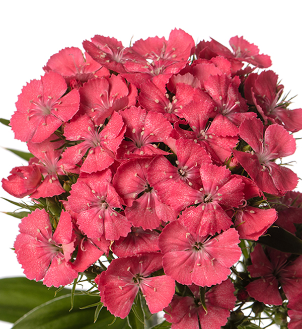 GAROFANO BARBIENNE ROSA SALMONE NR.1000 SEMI (DIANTHUS)