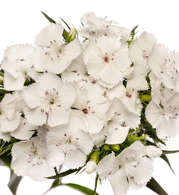 GAROFANO BARBIENNE BIANCO NR.1000 SEMI (DIANTHUS)
