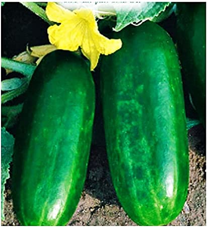 CETRIOLO MEZZO LUNGO DI POLIGNANO NR.50 SEMI