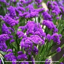 STATICE PACIFIC PORPORA GR.10