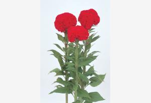 CELOSIA CRESTATA A PUGNO ROSSO BRILLANTE NR.1000 SEMI