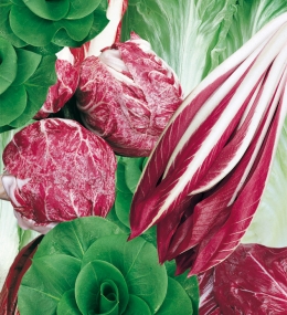 MISCUGLIO DI CICORIE NR.1000 SEMI