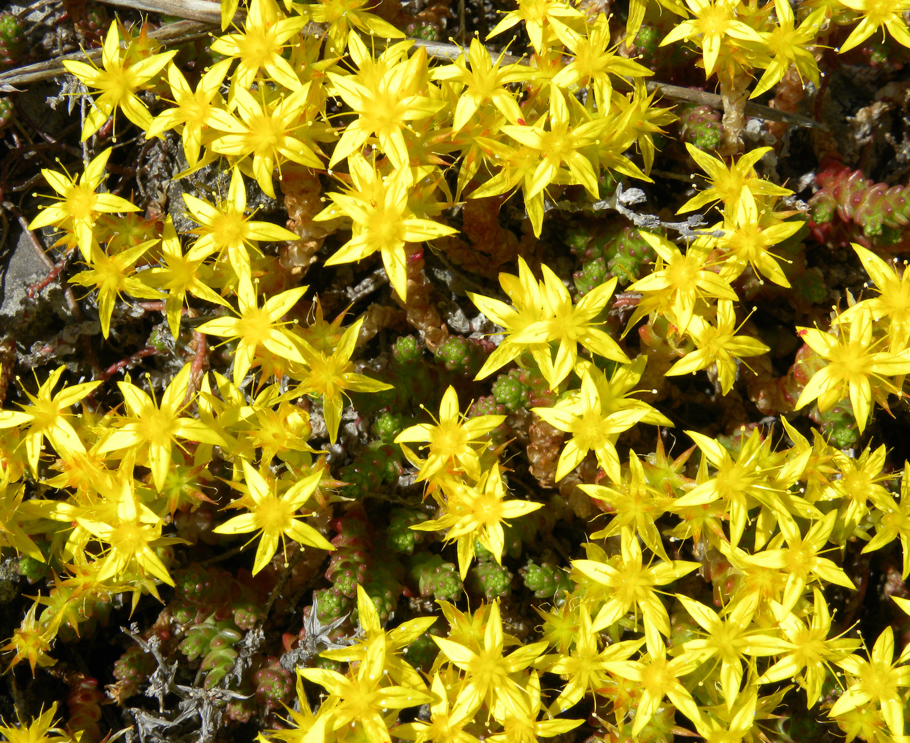 SEDUM ACRE NR.300 SEMI