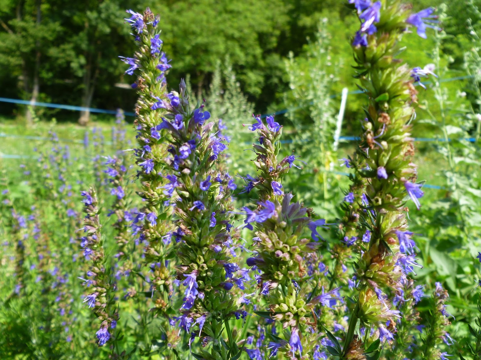 ISOPPO OFFICINALE GR.10