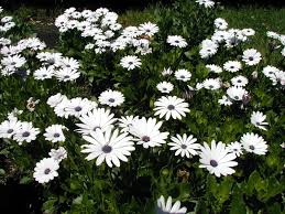 OSTEOSPERMUM ECKLONIS BIANCO NR.25 SEMI