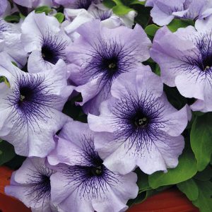 PETUNIA LIMBO BLU VENATO NR.1000 SEMI PILL.