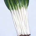 CIPOLLA - BUNCHING ONION TOKIO LONG WHITE GR.25