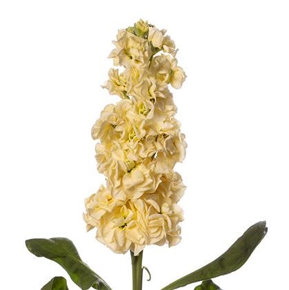 VIOLACCIOCCA STOX GIALLO NR.1000 SEMI