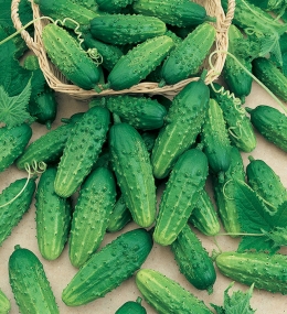 CETRIOLO PICCOLO VERDE DI PARIGI NR.50 SEMI