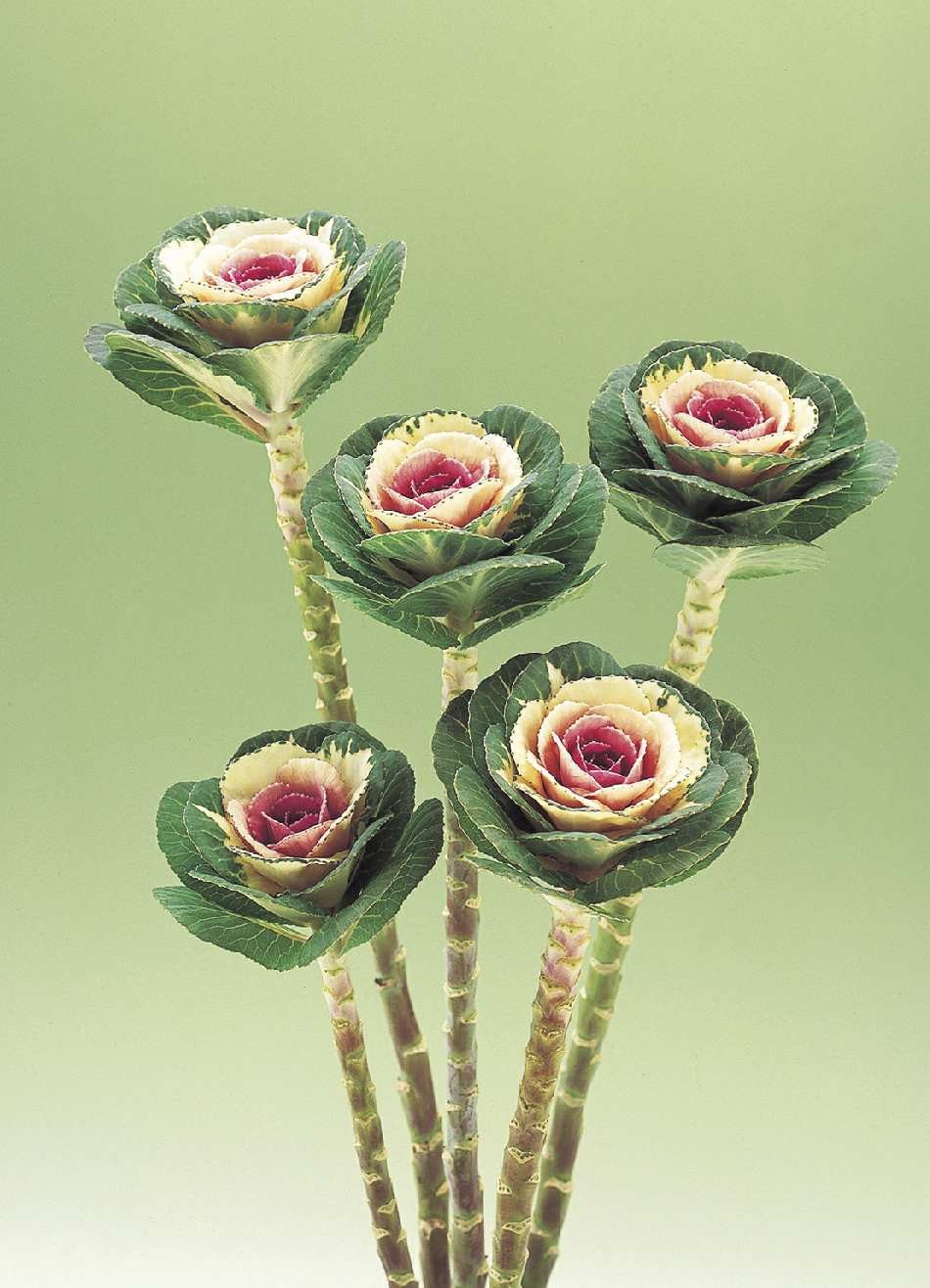 CAVOLO ORNAMENTALE F.1 BICOLOR CRANE NR.1000 SEMI