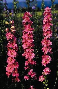 DELPHINIUM SUPREMO ROSA SALMONE GR.10