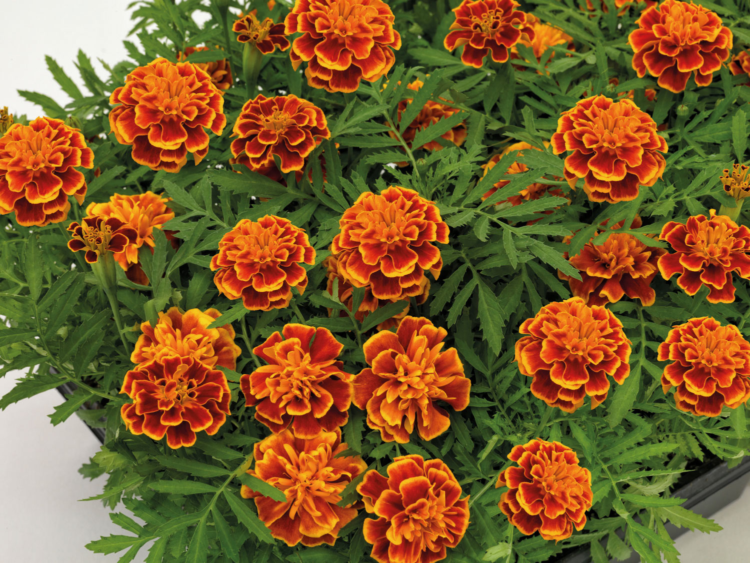 TAGETES HERO FLAME 1000 SEMI